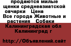 продаются милые щенки среднеазиатской овчарки › Цена ­ 30 000 - Все города Животные и растения » Собаки   . Калининградская обл.,Калининград г.